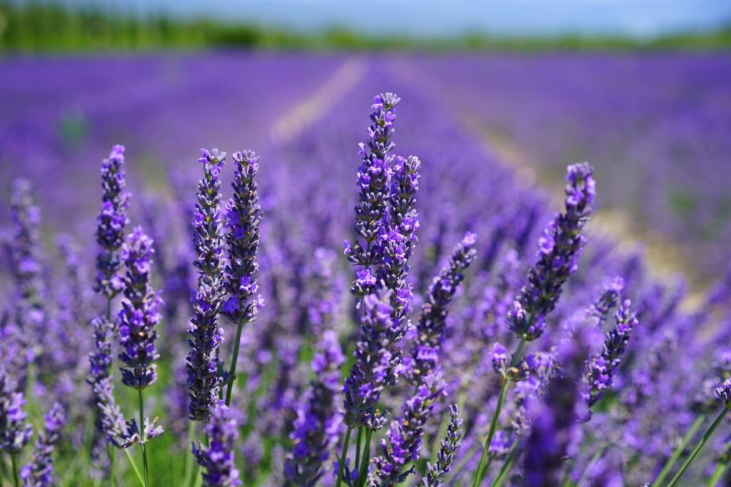 Lavender : plants for restful sleep