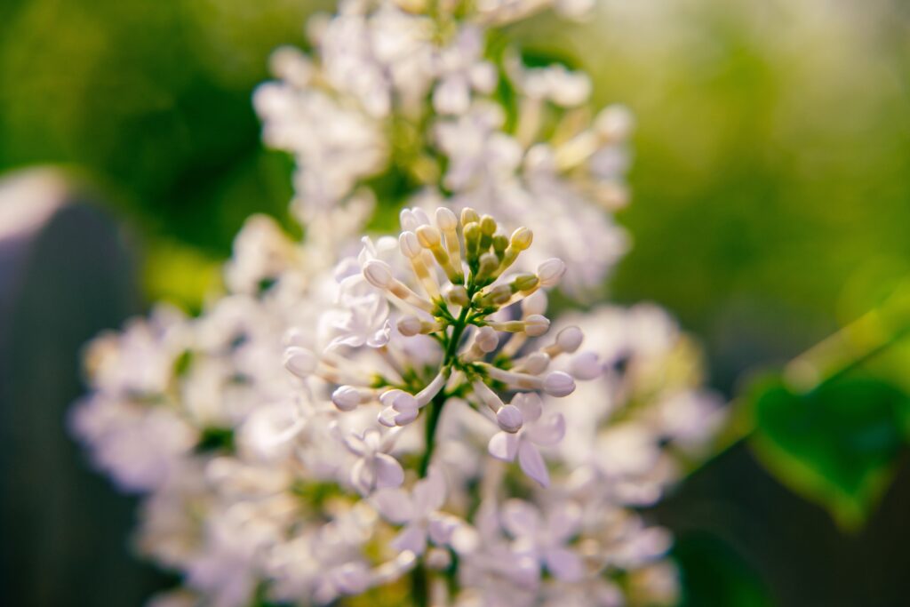 valerian-root : plants for restful sleep